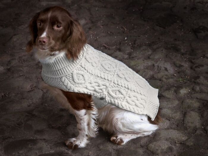 merino wool dog sweater