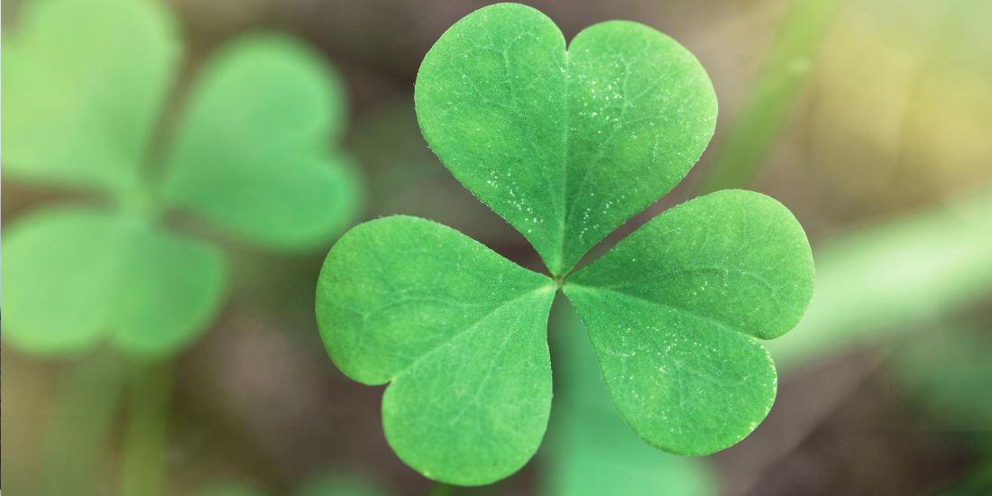 The Meaning of the Irish Shamrock (Clover)